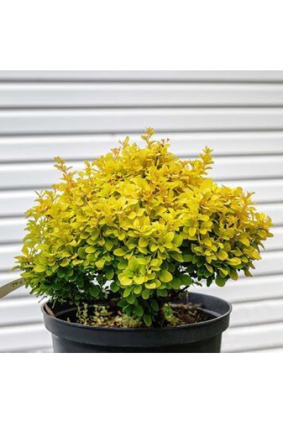 Барбарис тунберга Голдаліта